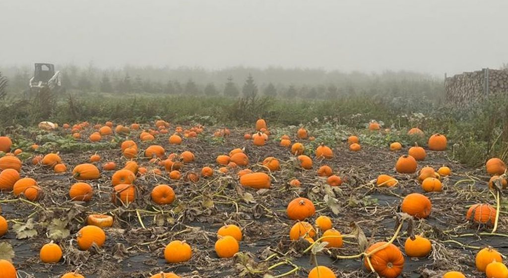 Pumpkin Fields in hertfordshire